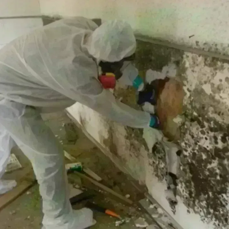 Mold Remediation and Removal in Union County, FL